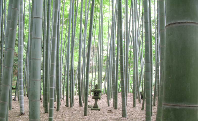 Hokokuji, The Bamboo Zen Garden