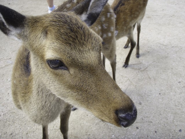 Deer at Miyajima
