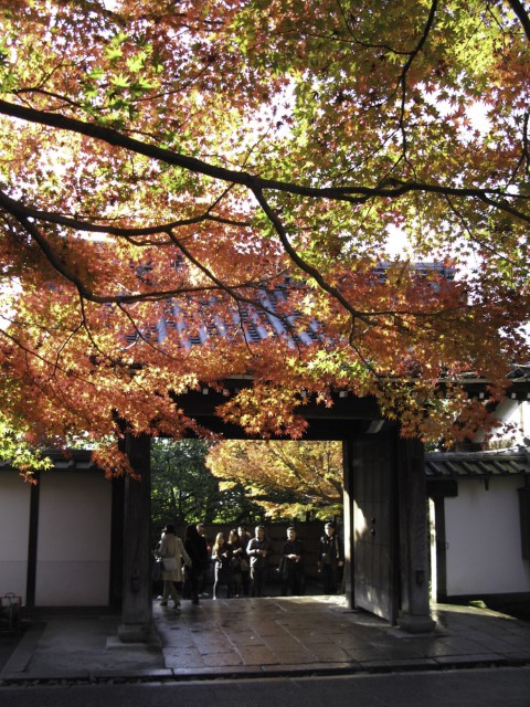 Autumn colours in Japan
