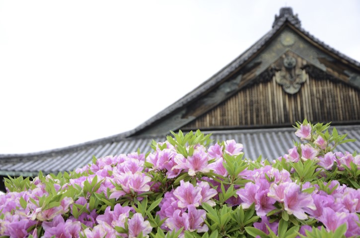 Nijo Castle in May