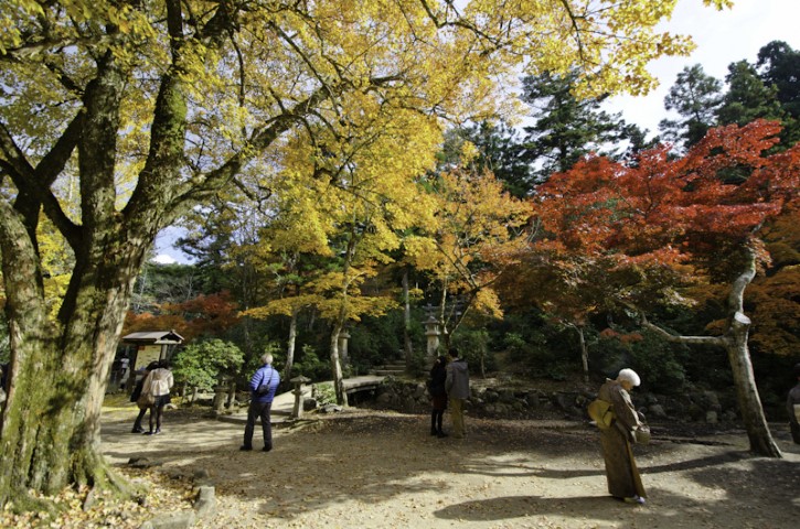 Fall colors in Japan