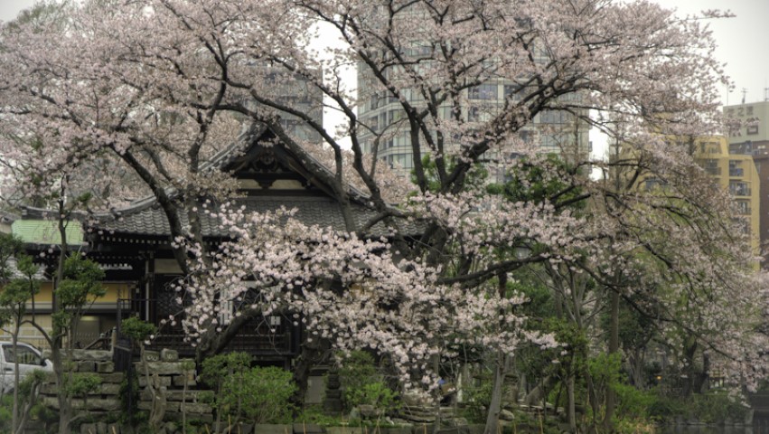 Cherry Blossoms, Uneo