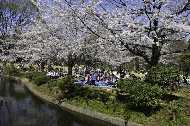 Group blossom party, Tokyo