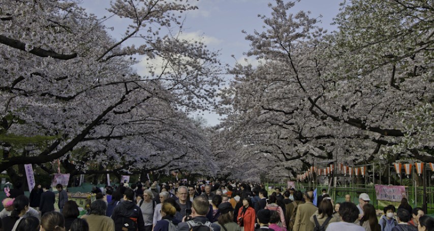 Ueno Blossoms, Tokyo