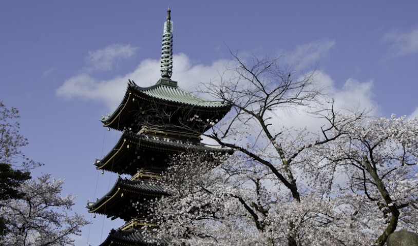 Pagoda blossoms