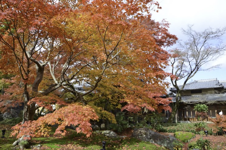 Maple trees, Kyoto