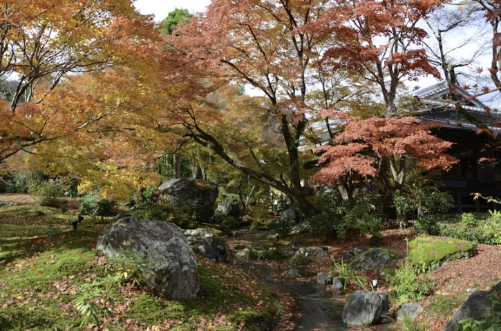 Colors of Fall, Kyoto
