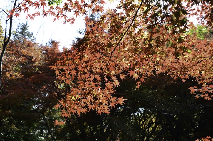 Maples tree
