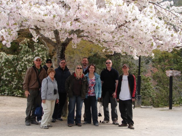 Cherry Blossoms, Miyajima