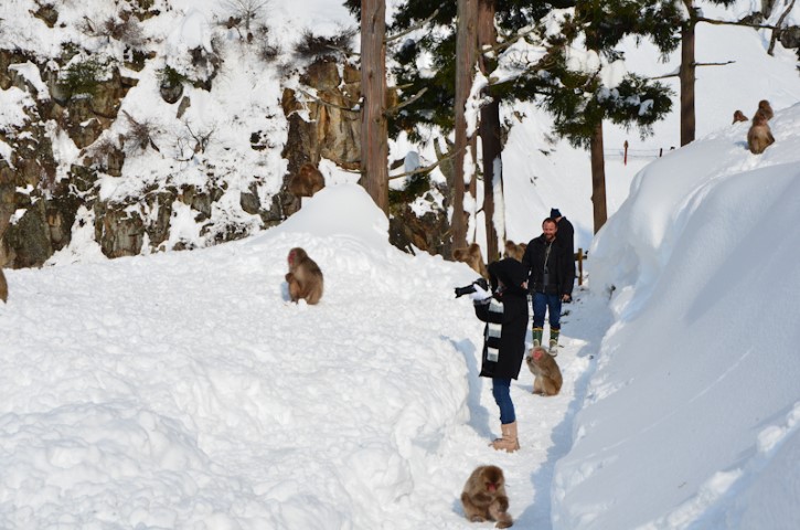 Walk to see snow monkeys in Japan