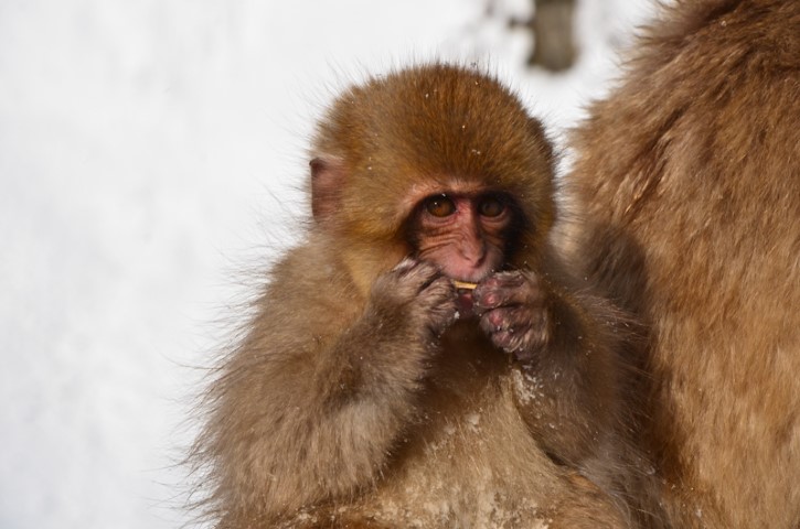 Snow monkeys in Nagano