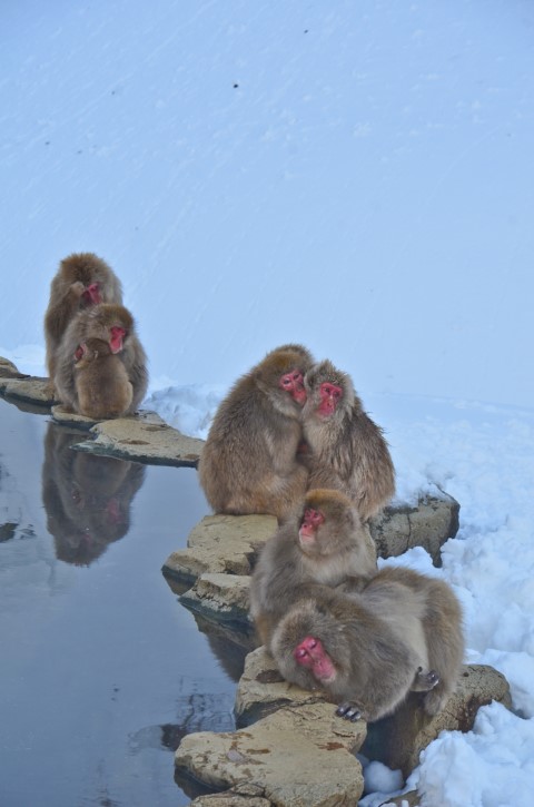 Snowmonkey and hot spring