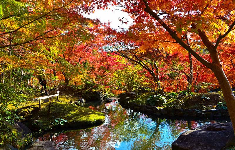 Autumn Colours in Japan